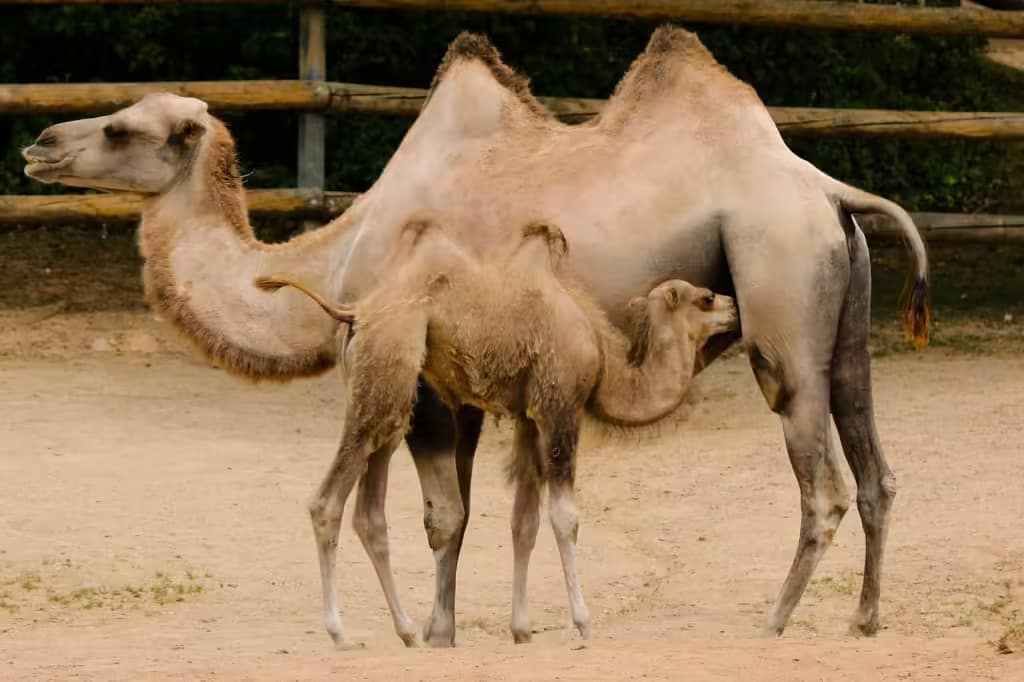 camel milk camel-milk